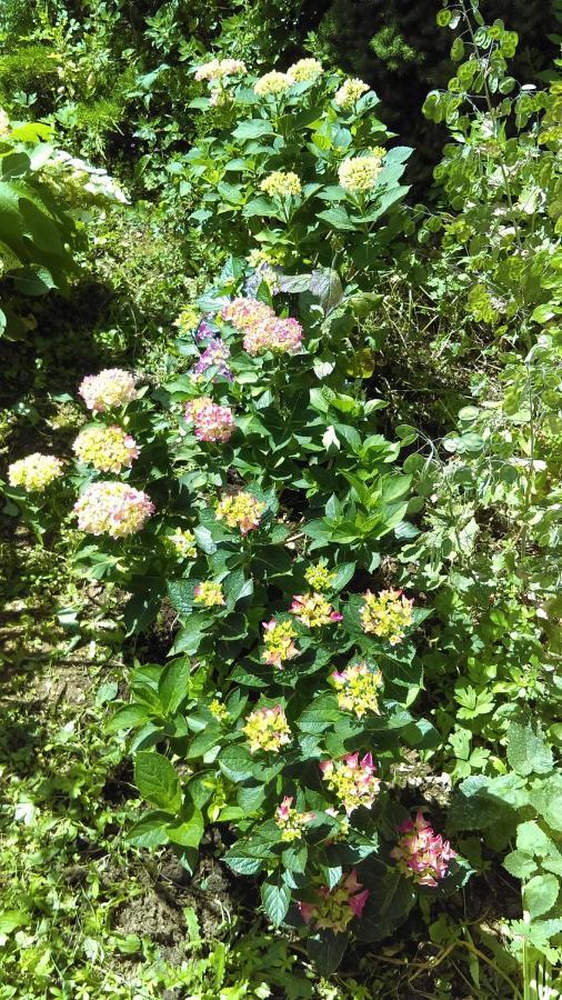 Les 3 Roses Panzió Villeneuve-sur-Yonne Kültér fotó